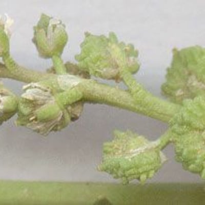 Lepidium coronopus — flower