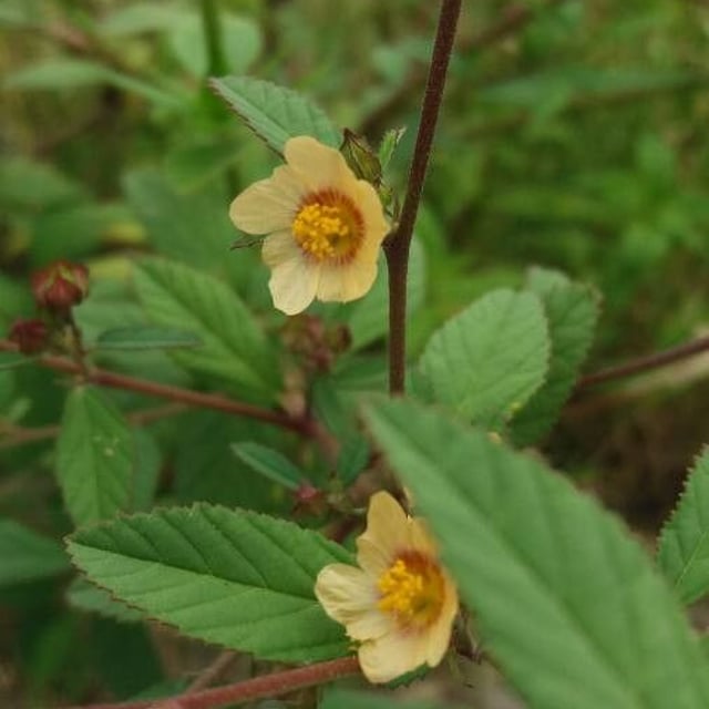 Sida rhombifolia — flower