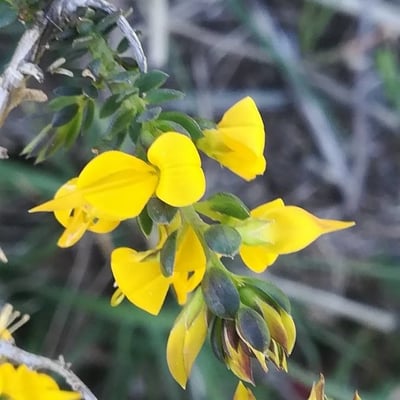 Genista anglica — flower