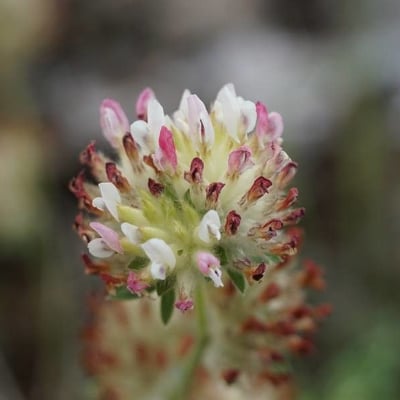 Trifolium striatum — flower
