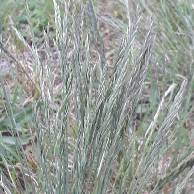Festuca marginata — flower