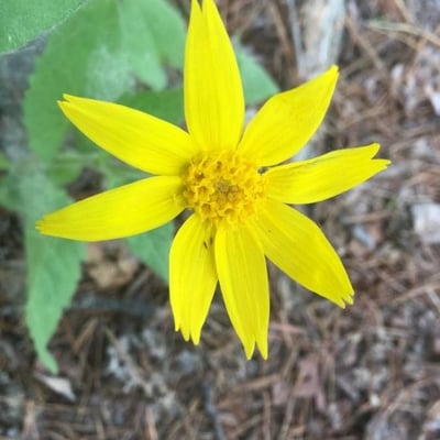 Arnica cordifolia — flower