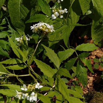 Cardamine leucantha — leaf