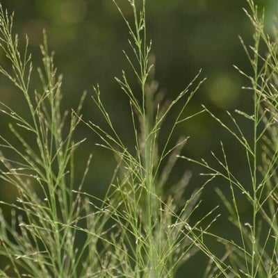 Panicum dichotomiflorum — flower
