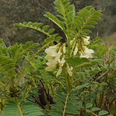 Erophaca baetica — flower