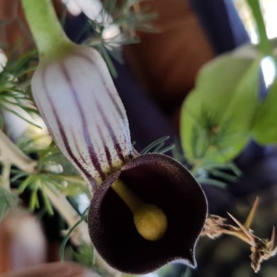 Arisarum vulgare — flower