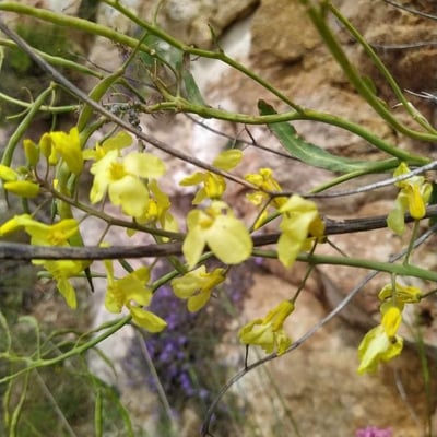 Brassica cretica — flower