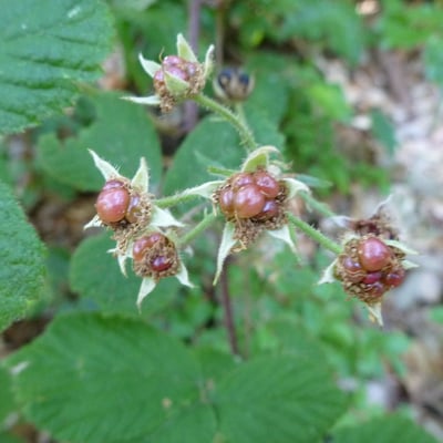 Rubus pedemontanus — flower