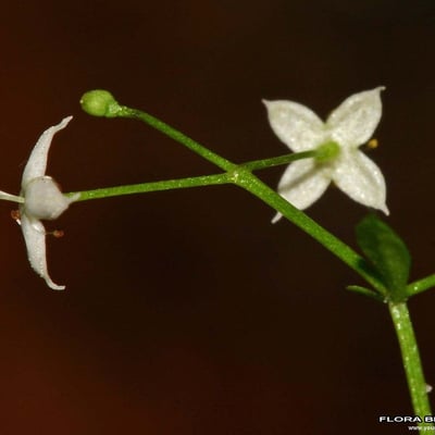 Galium sylvaticum — flower