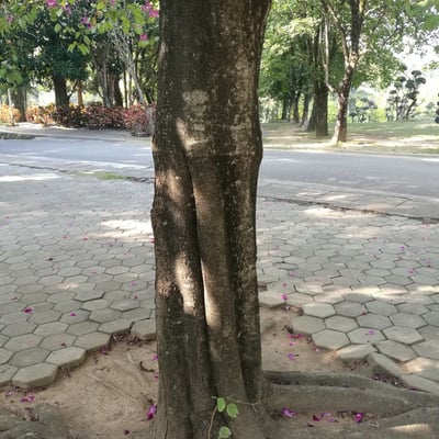 Clerodendrum cyrtophyllum — bark