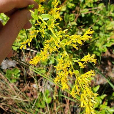 Solidago odora — flower
