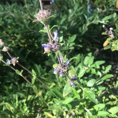 Salvia mellifera — flower
