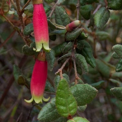 Correa reflexa — flower