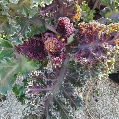 Crambe maritima — flower