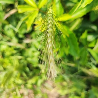Elymus canadensis — flower