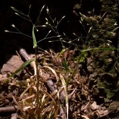 Agrostis perennans — habit