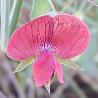 Lathyrus cicera — flower