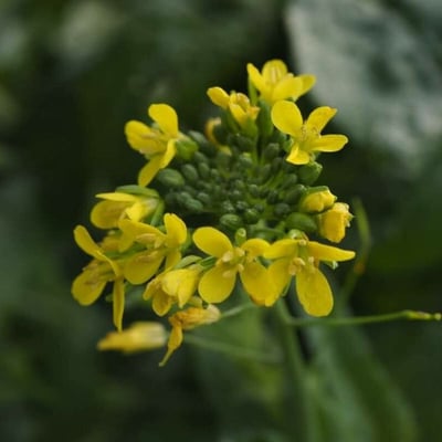Erysimum cheiranthoides — flower