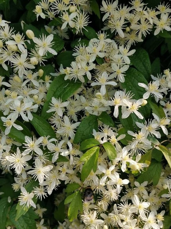 Clematis apiifolia