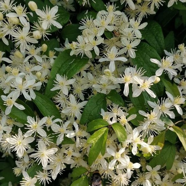 Clematis apiifolia — flower