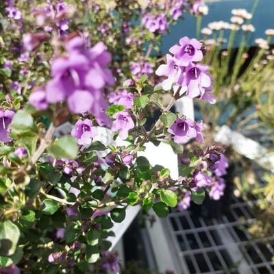 Prostanthera incisa — flower