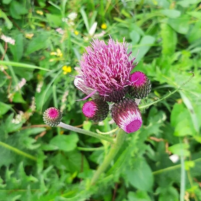 Cirsium rivulare — flower