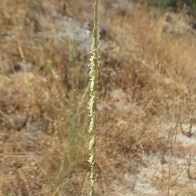 Thinopyrum junceum — flower