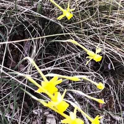 Narcissus bulbocodium — flower
