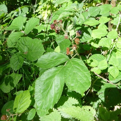 Rubus macrophyllus — flower