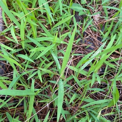 Leersia virginica — leaf