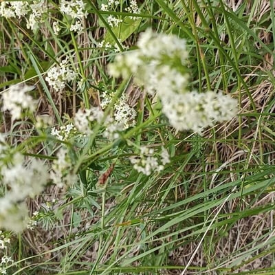 Galium boreale — flower
