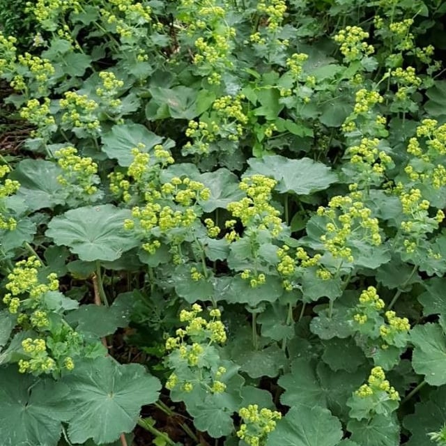 Alchemilla glaucescens — flower