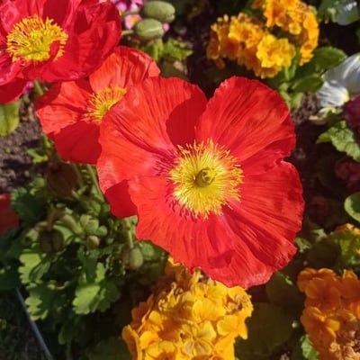 Papaver nudicaule — flower