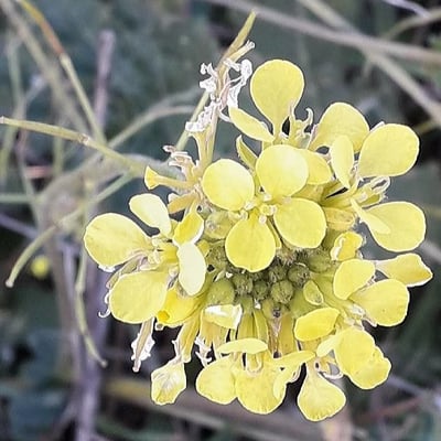 Brassica rapa — flower
