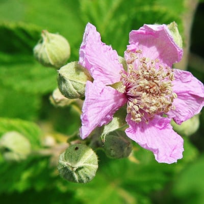 Rubus sanctus — flower
