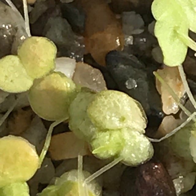 Lemna gibba — flower