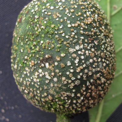 Randia armata — fruit