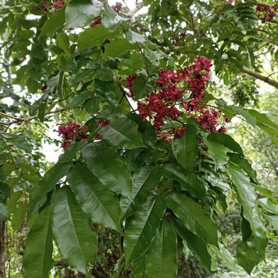 Andira inermis — flower