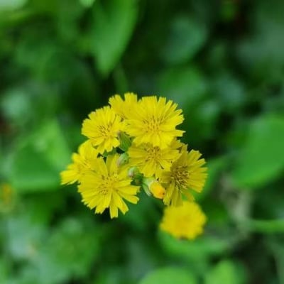 Youngia japonica — flower