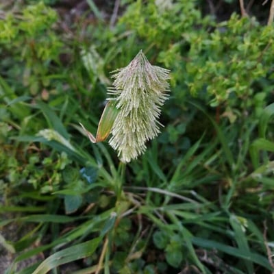 Lamarckia aurea — flower