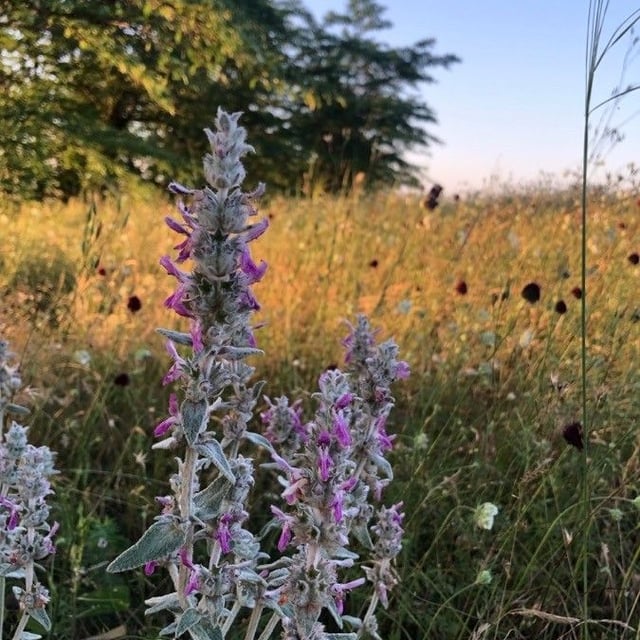 Stachys germanica — flower