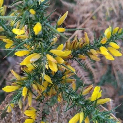 Ulex minor — flower