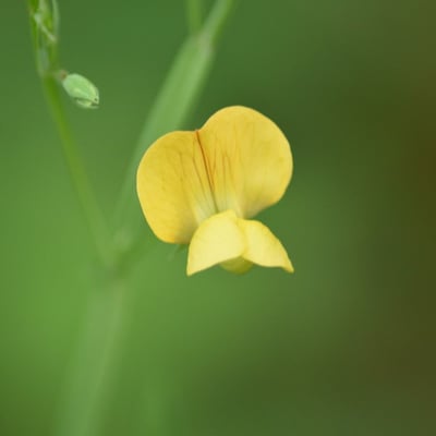 Lathyrus aphaca — flower