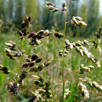 Anthoxanthum nitens — flower