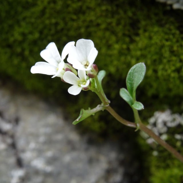 Cardamine resedifolia — flower