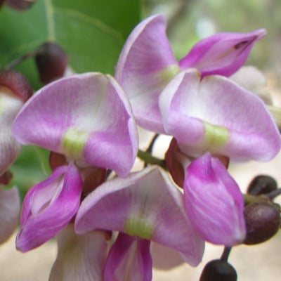 Pongamia pinnata — flower
