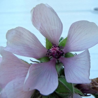Althaea officinalis — flower