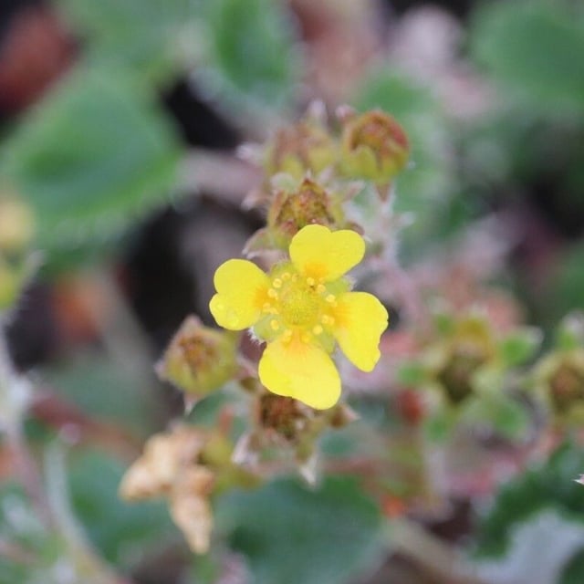 Potentilla nivea — flower