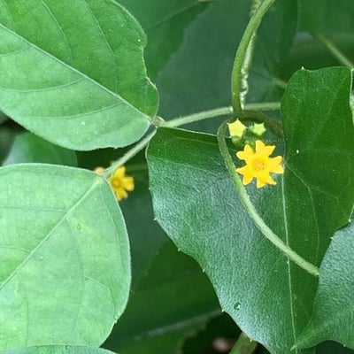 Melothria pendula — flower