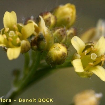 Draba nemorosa — flower